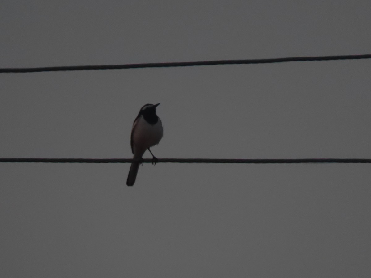 Lavandera India - ML647671784