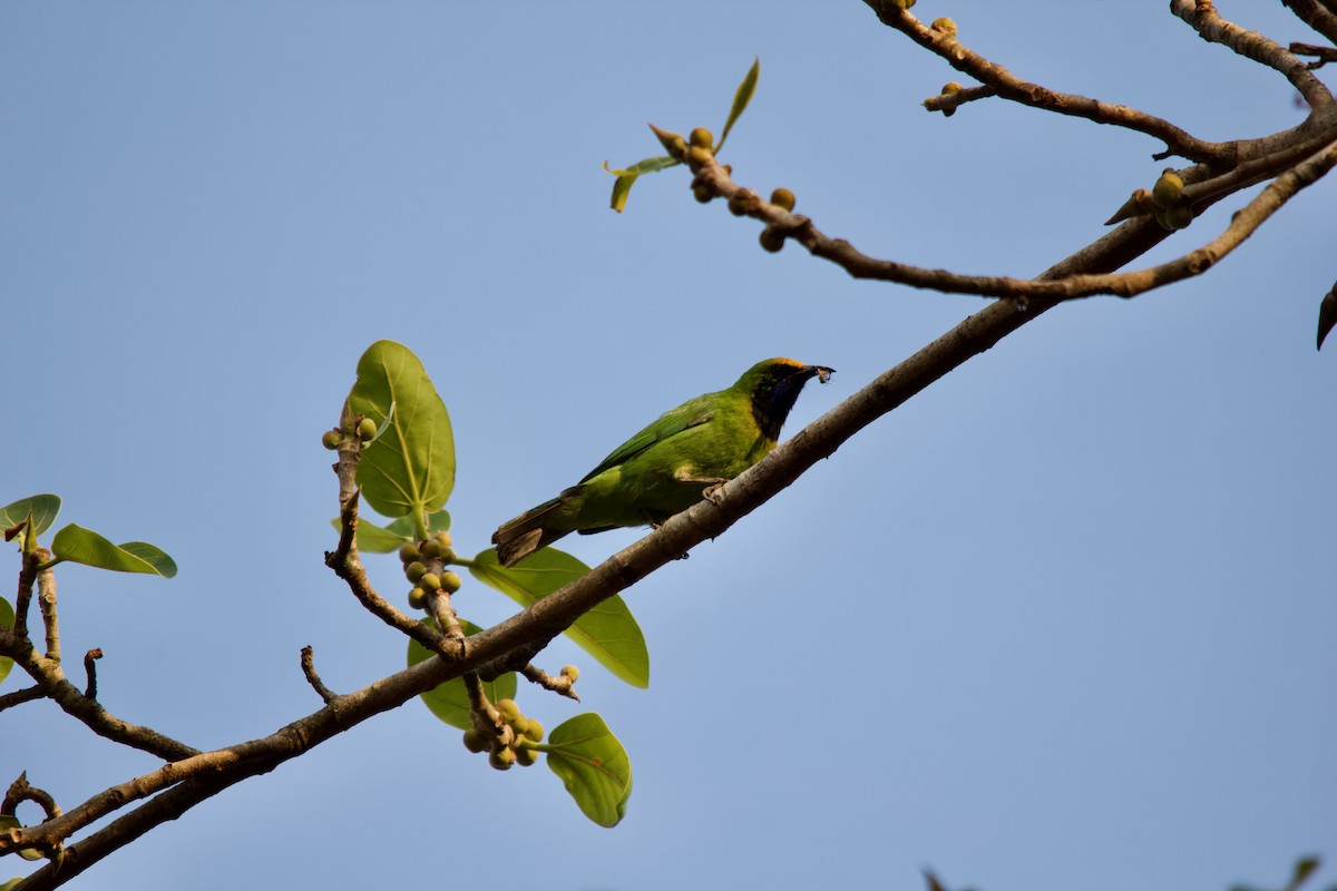 Golden-fronted Leafbird - ML647671790