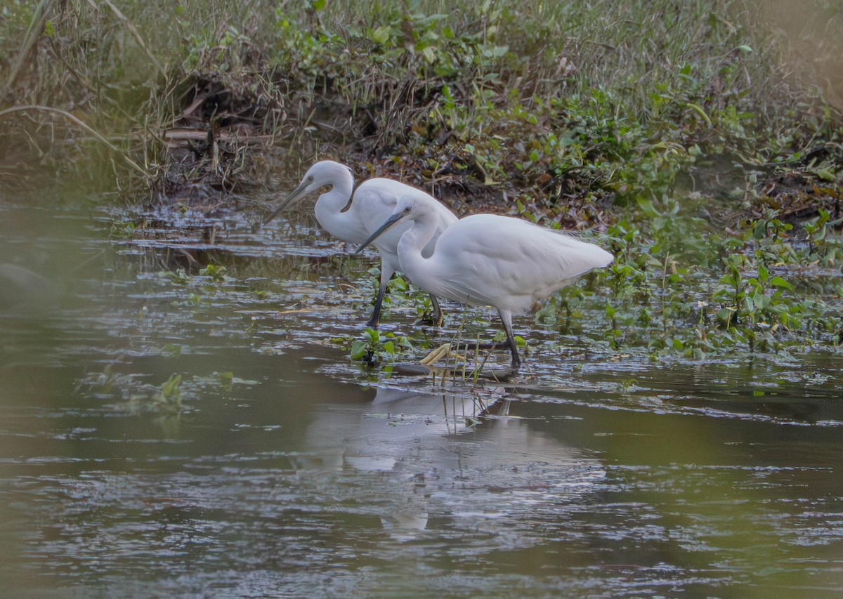 Little Egret - ML647671817