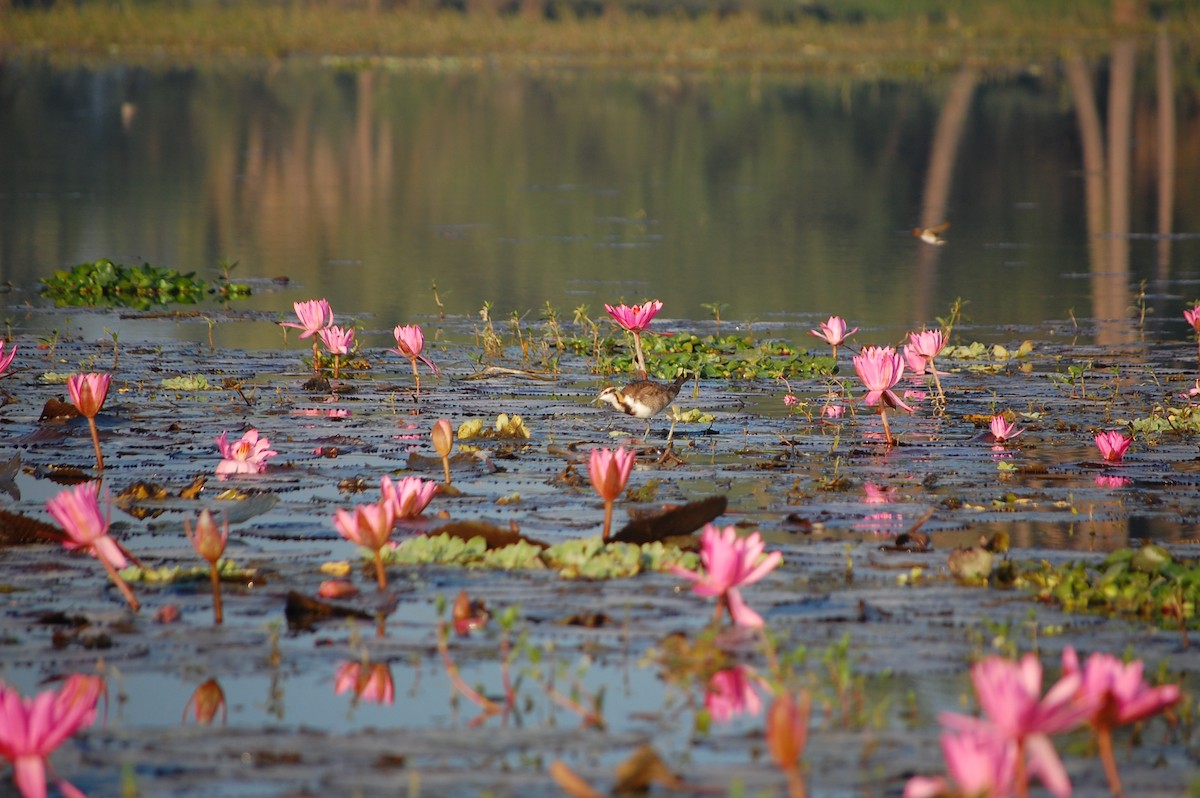 fasanbladhøne - ML647671820