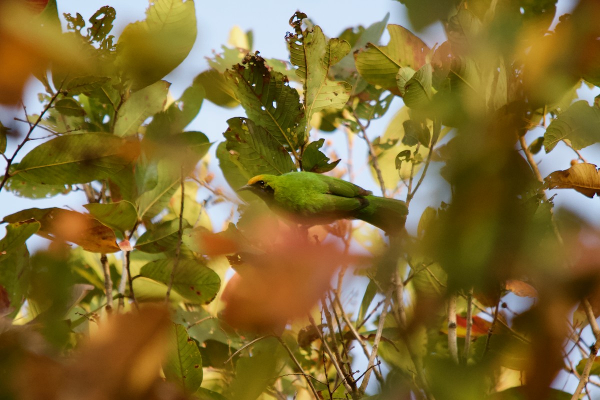 Golden-fronted Leafbird - ML647671825