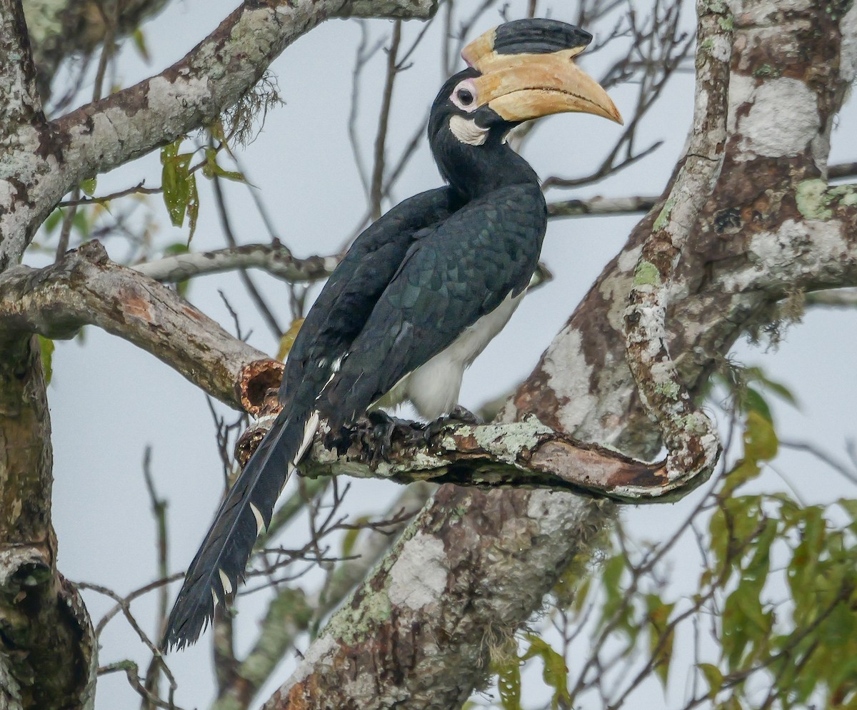 Malabar Pied-Hornbill - ML647671830