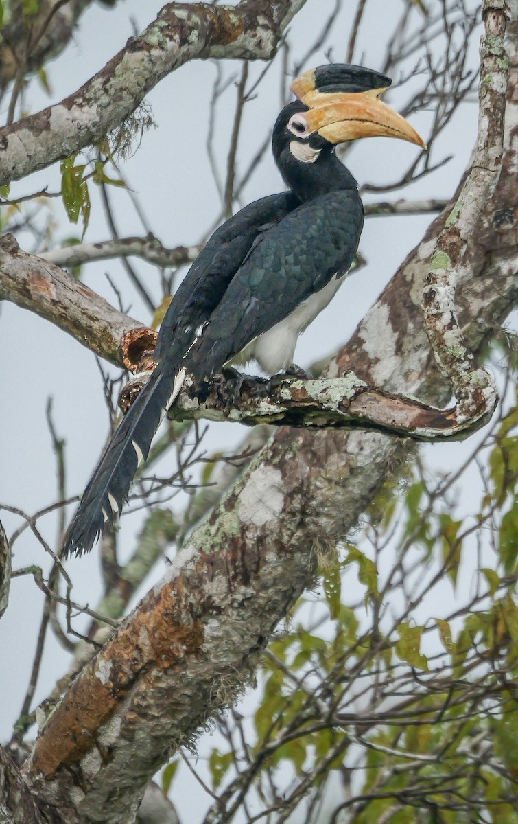 Malabar Pied-Hornbill - ML647671831
