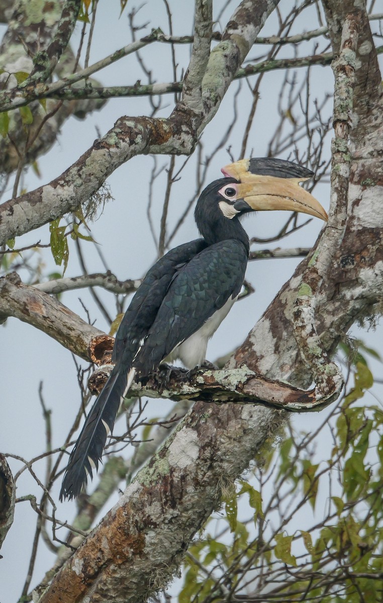 Malabar Pied-Hornbill - ML647671832