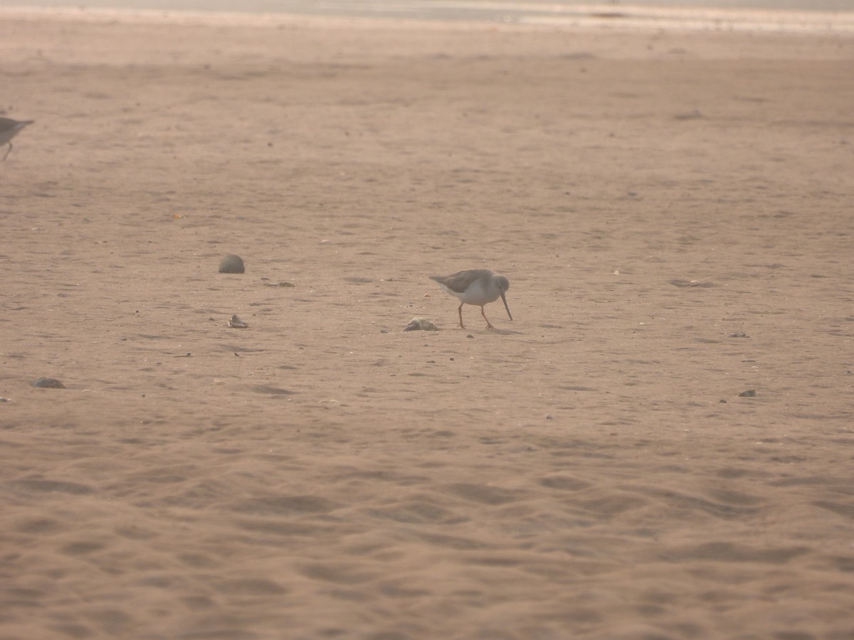 tereksnipe - ML647671846