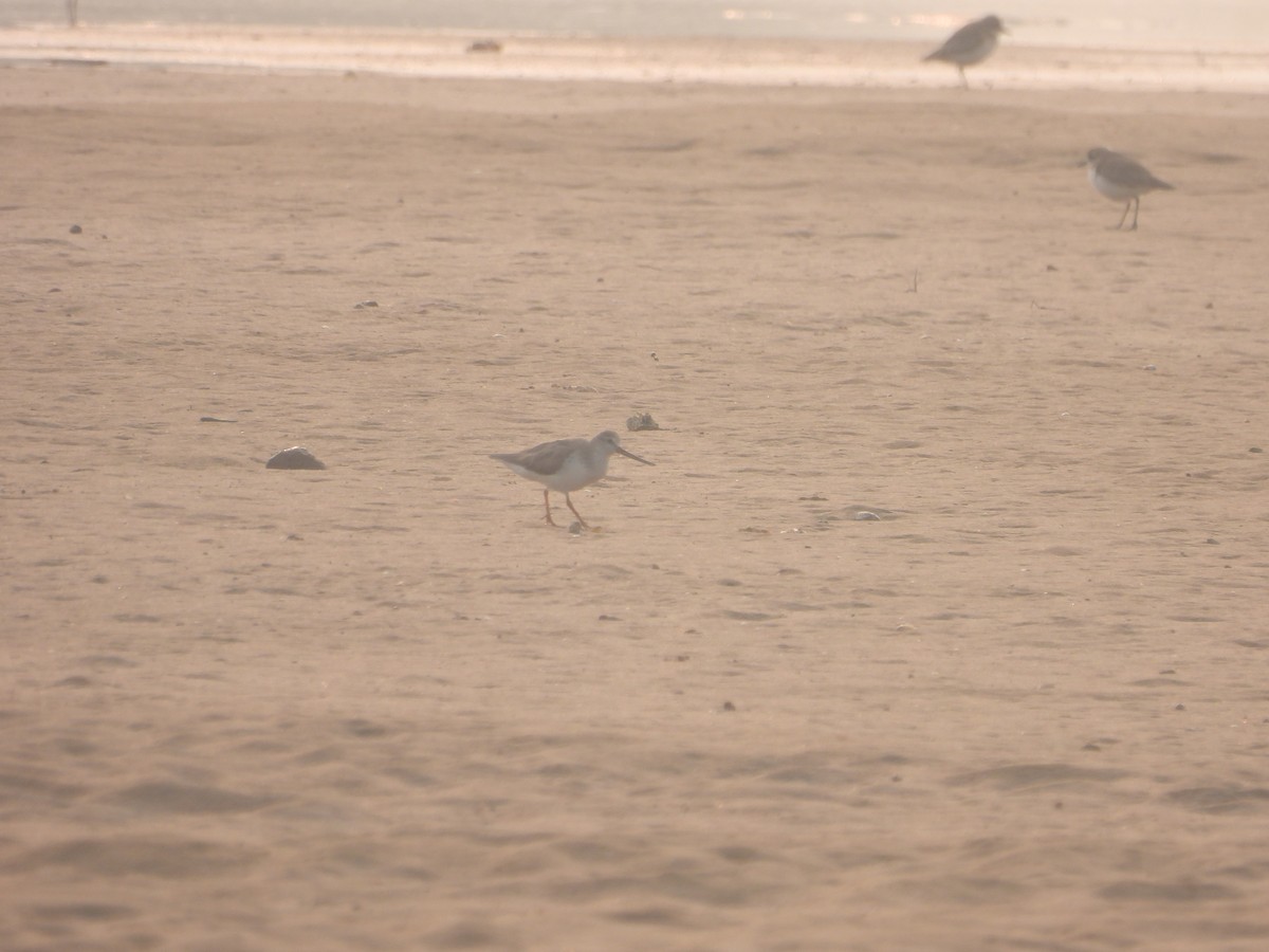 tereksnipe - ML647671847