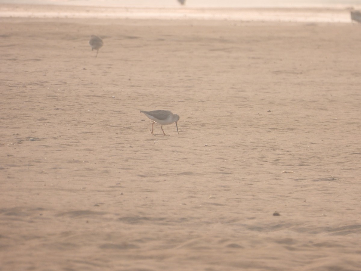 tereksnipe - ML647671848