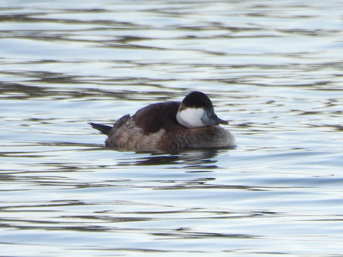 Schwarzkopf-Ruderente - ML647671889