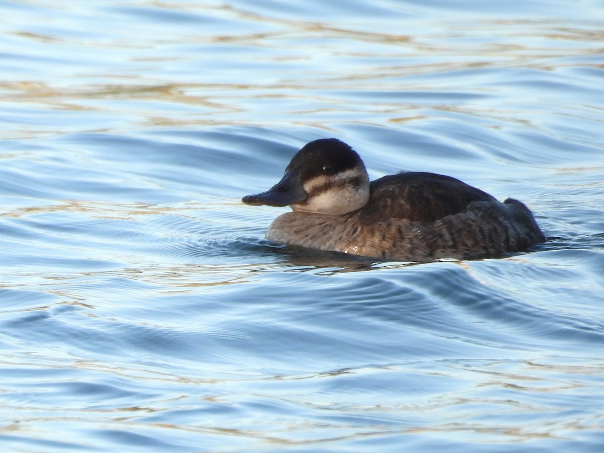 Schwarzkopf-Ruderente - ML647671895