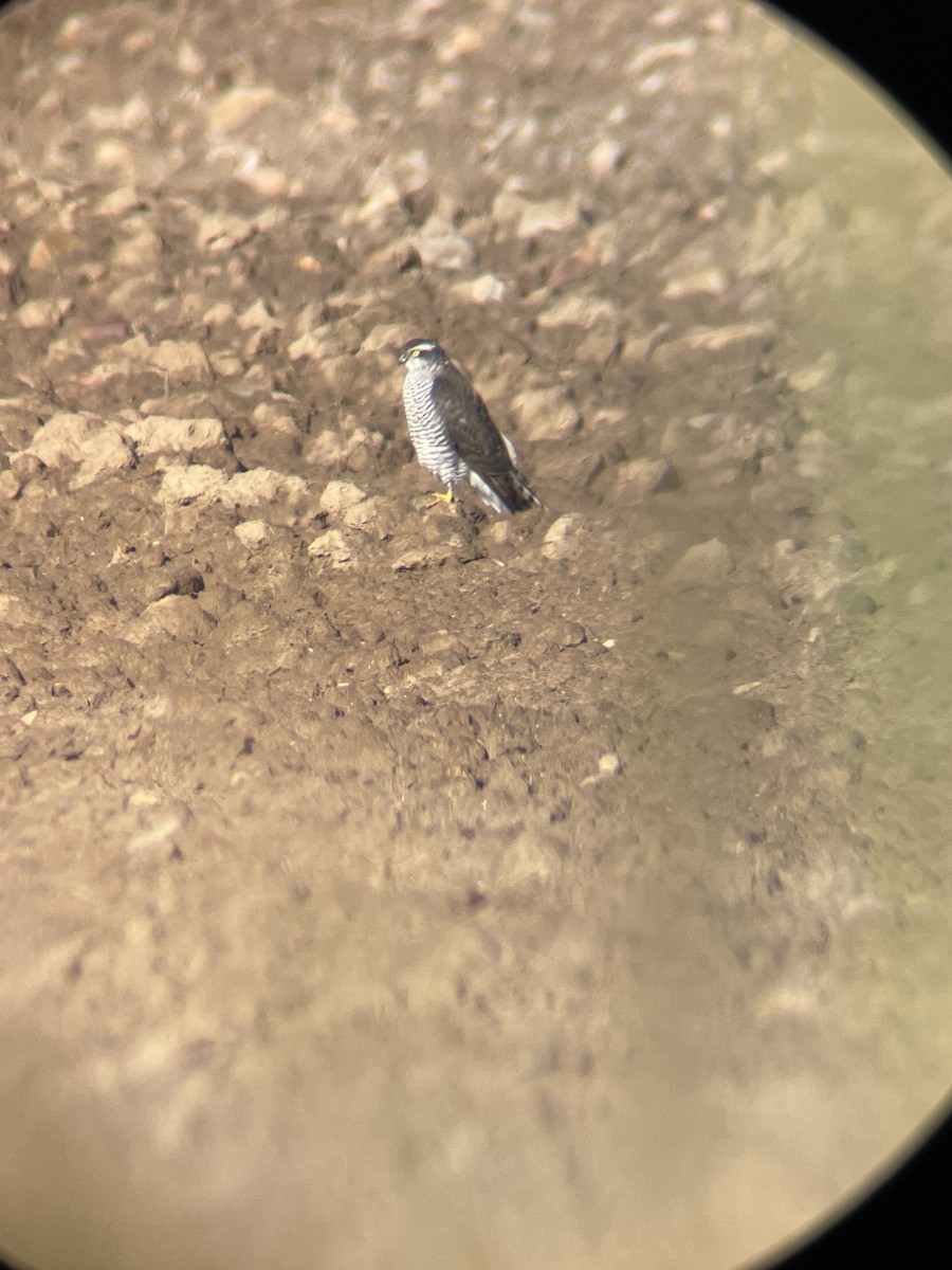 Eurasian Goshawk - ML647671904