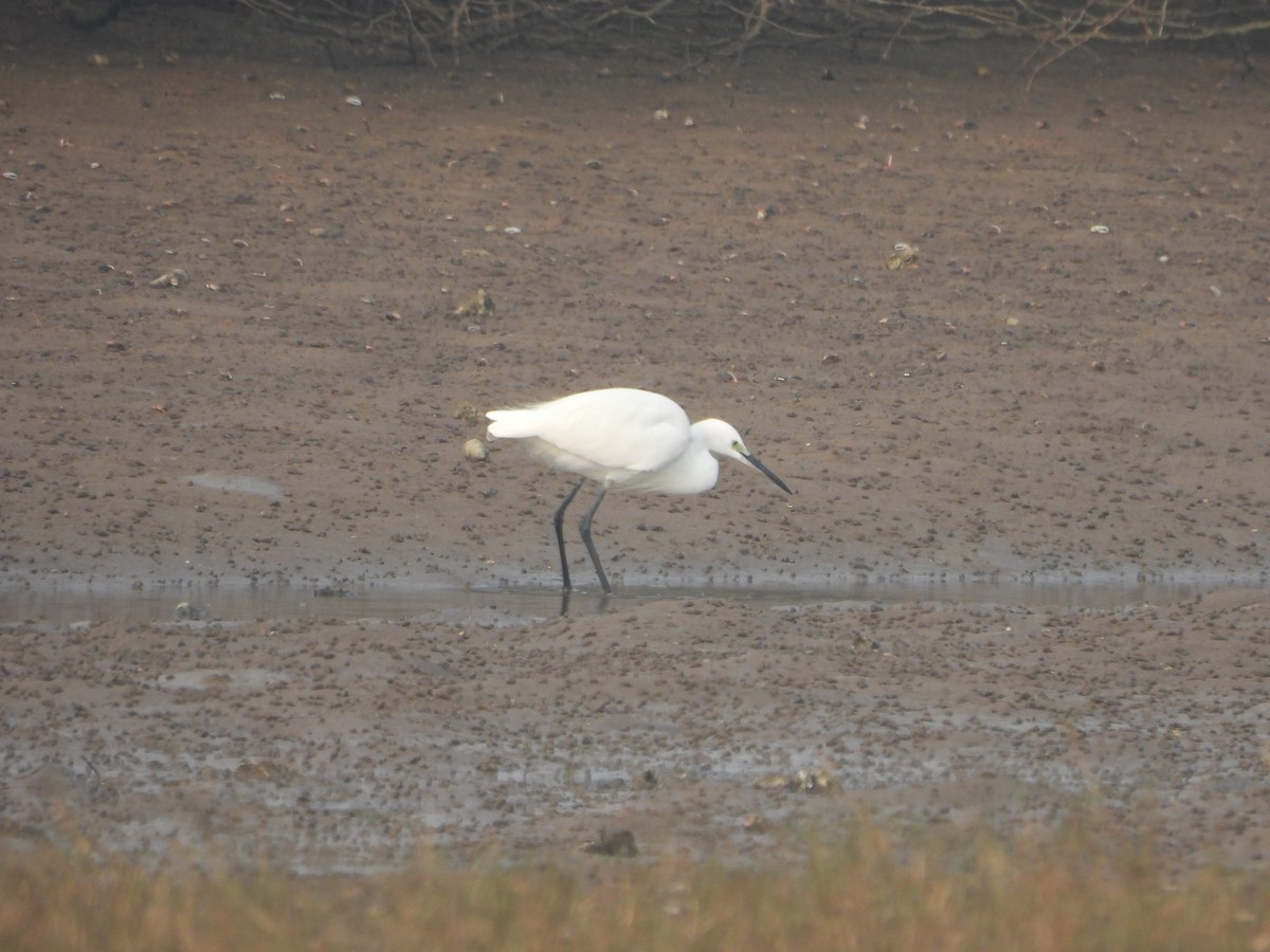 Little Egret - ML647671915