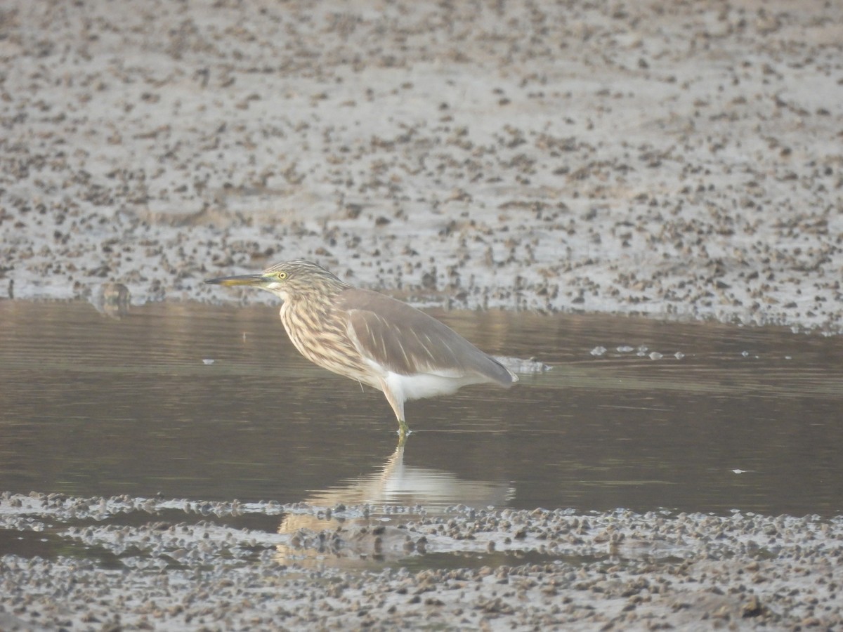 Garcilla India - ML647671933