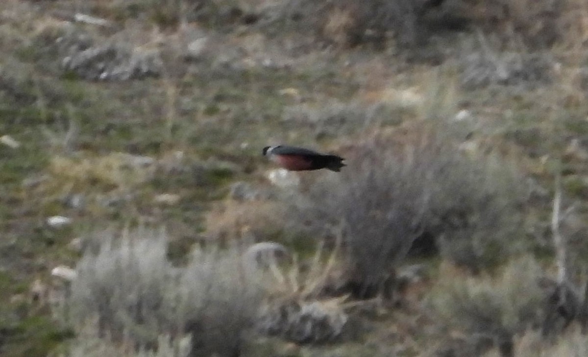 Lewis's Woodpecker - ML647671969