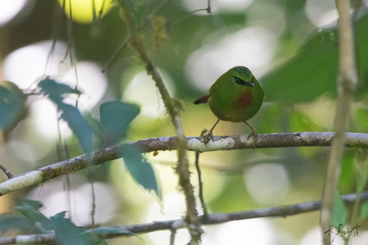 Fire-tailed Myzornis - ML647671979