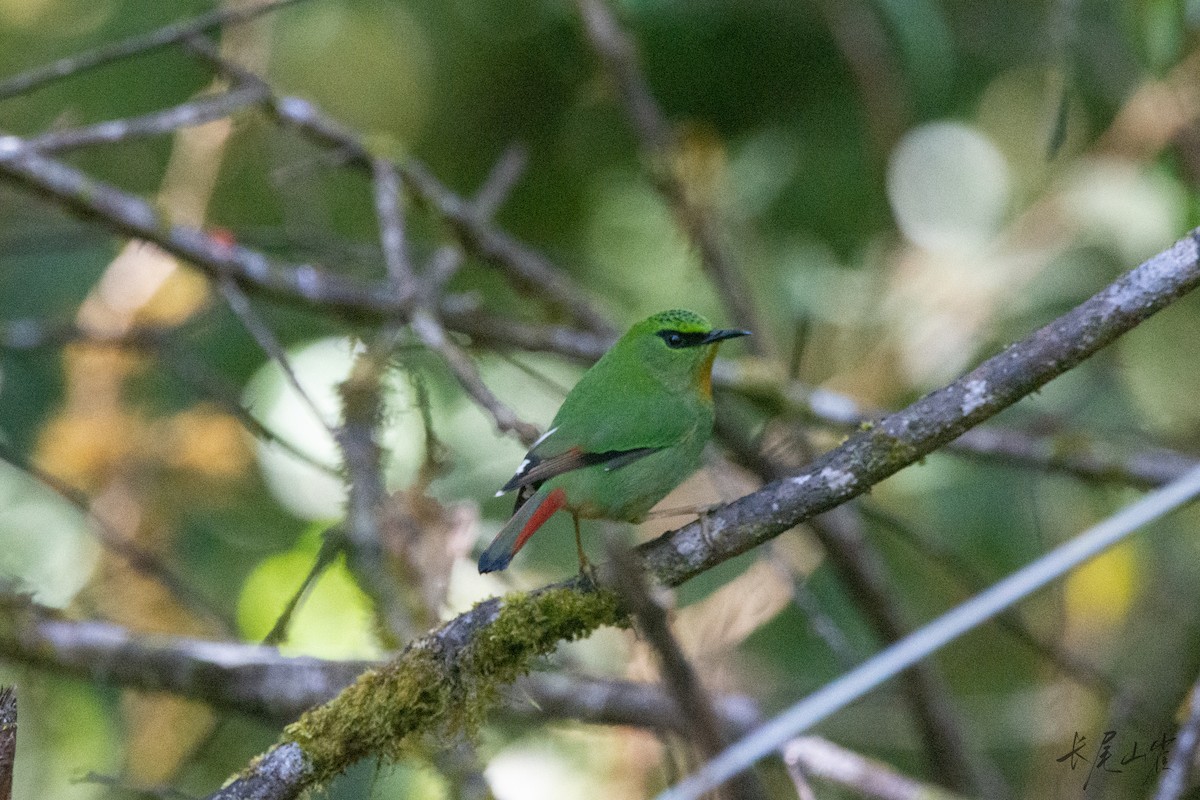 Fire-tailed Myzornis - ML647671980