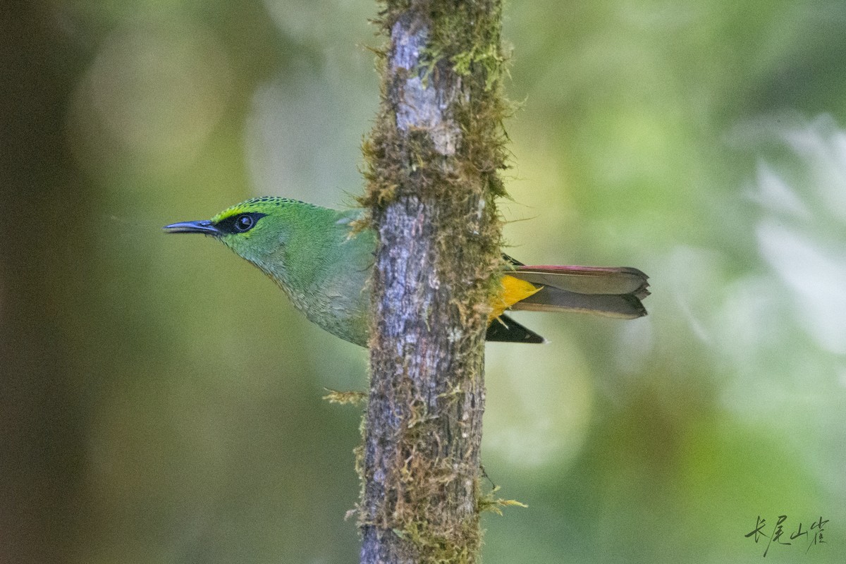 Fire-tailed Myzornis - ML647671981