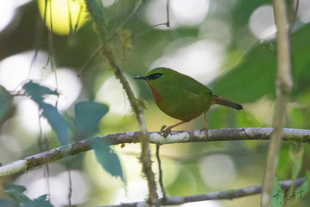 Fire-tailed Myzornis - ML647671982