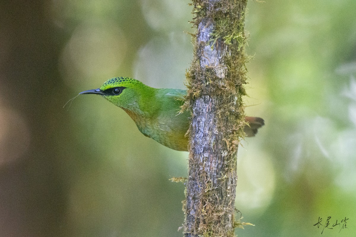 Fire-tailed Myzornis - ML647671983