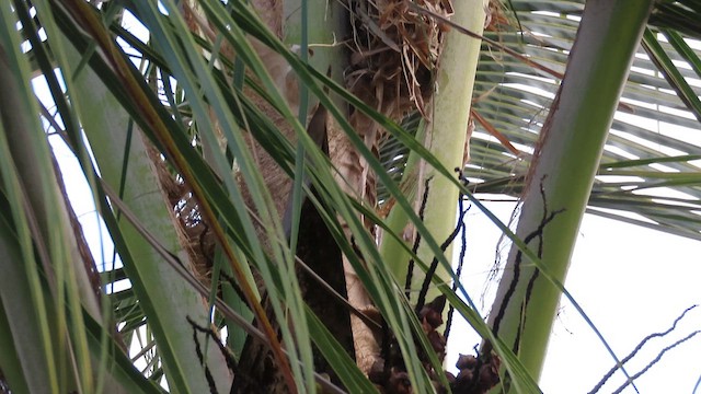 Indian Silverbill - ML647671989