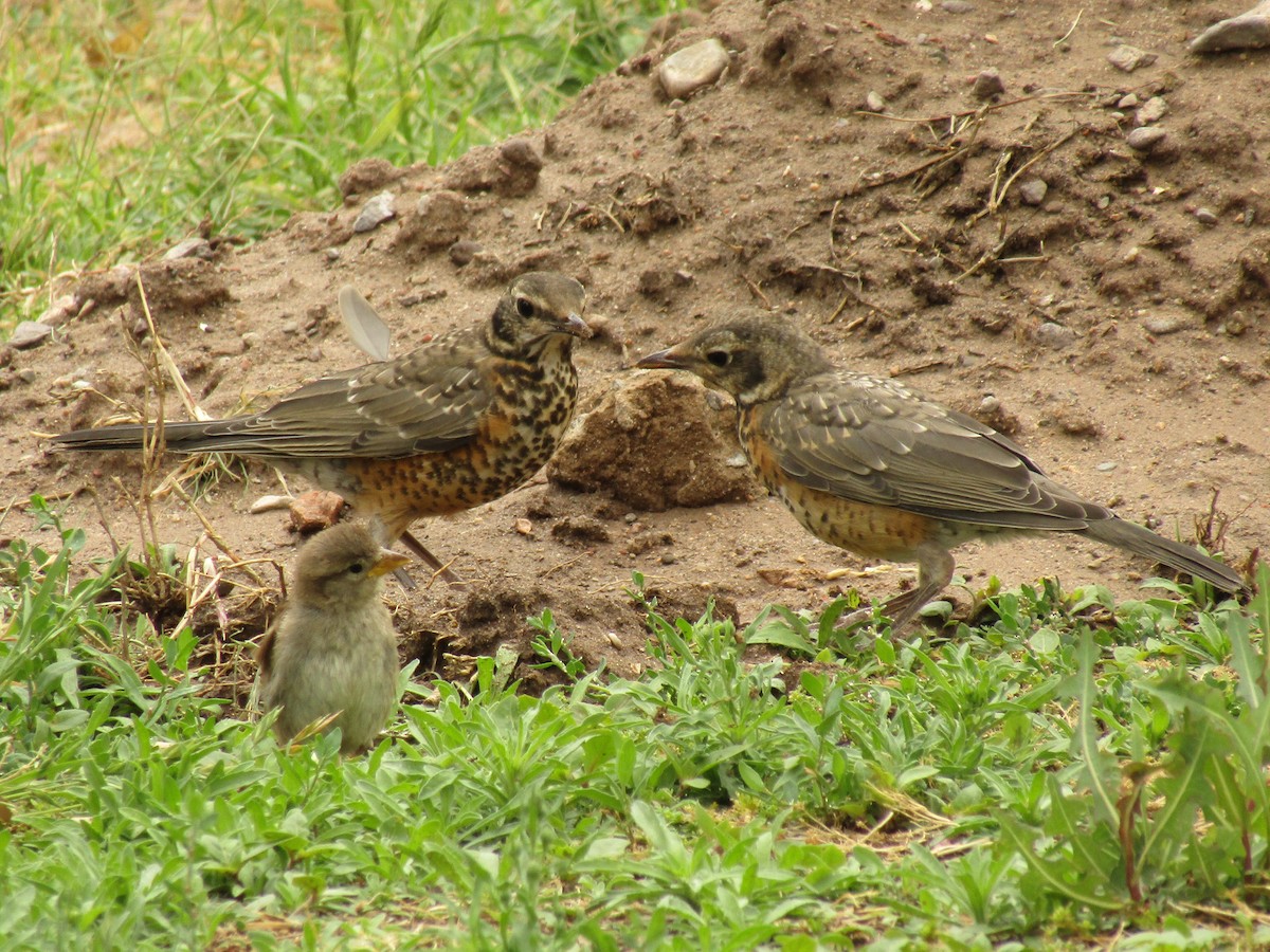 American Robin - ML647672014