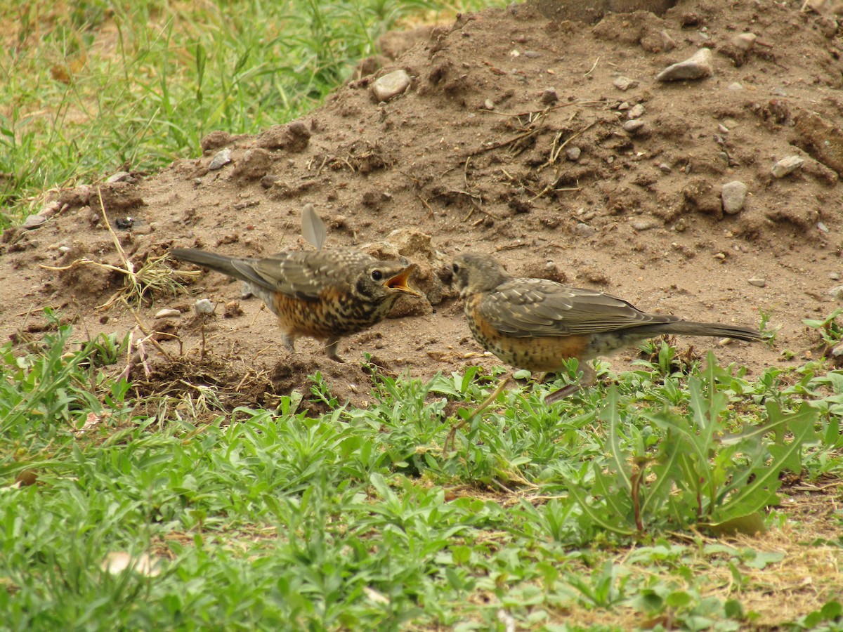 American Robin - ML647672021