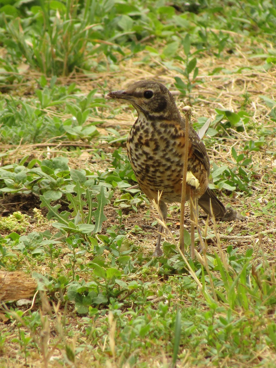 American Robin - ML647672022
