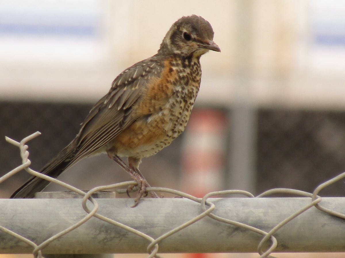 American Robin - ML647672045