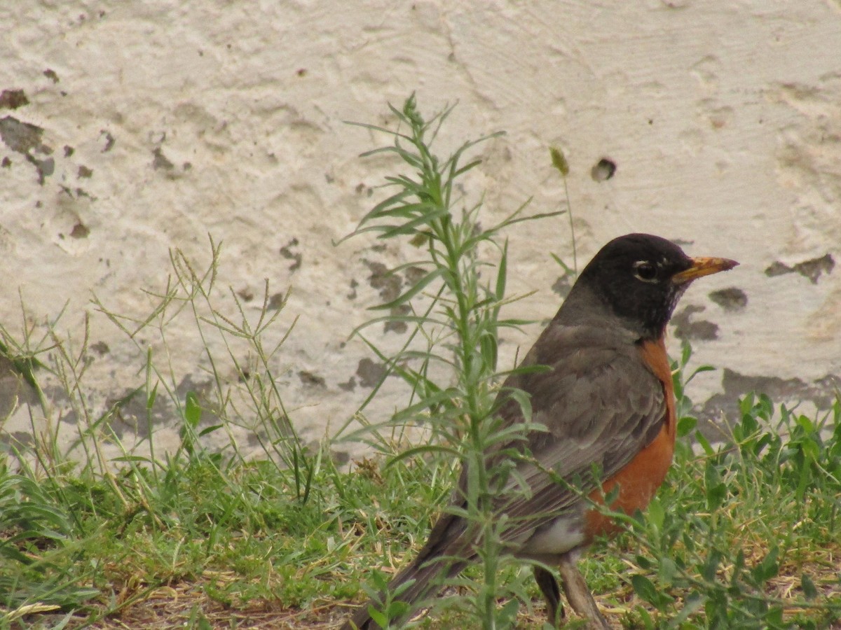 American Robin - ML647672051