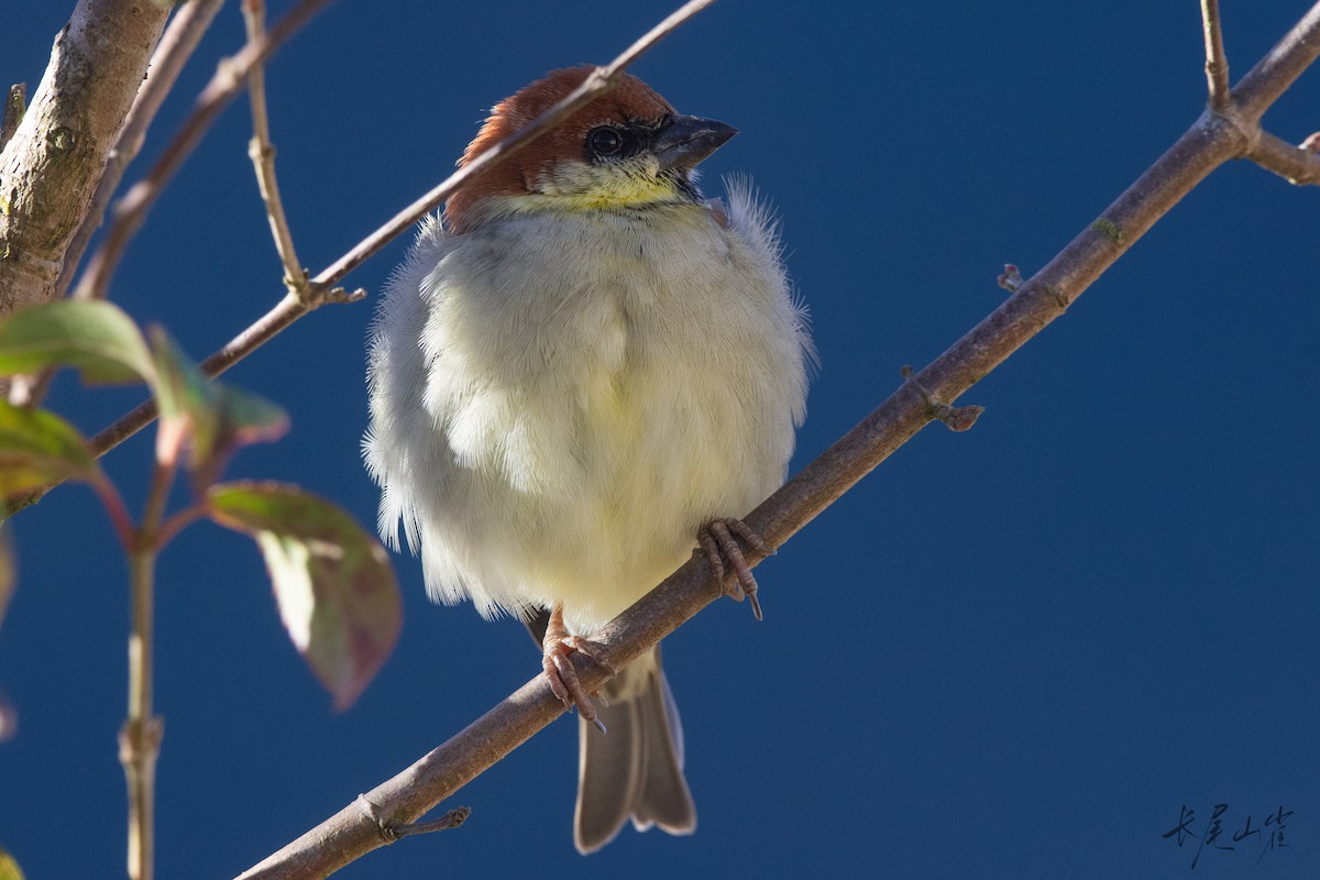 Горобець рудий - ML647672079