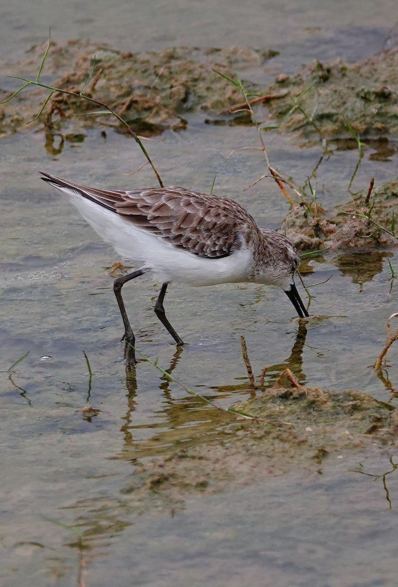 Little Stint - ML647672083
