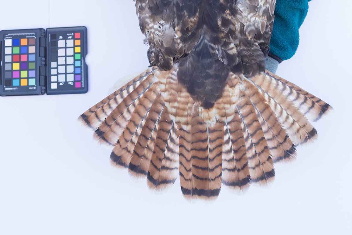 Red-tailed Hawk - ML647672089