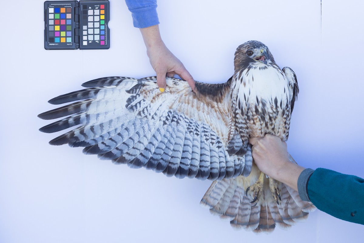 Red-tailed Hawk - ML647672091