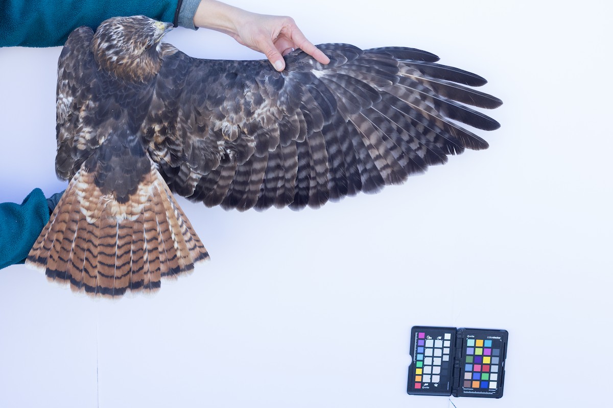 Red-tailed Hawk - ML647672092