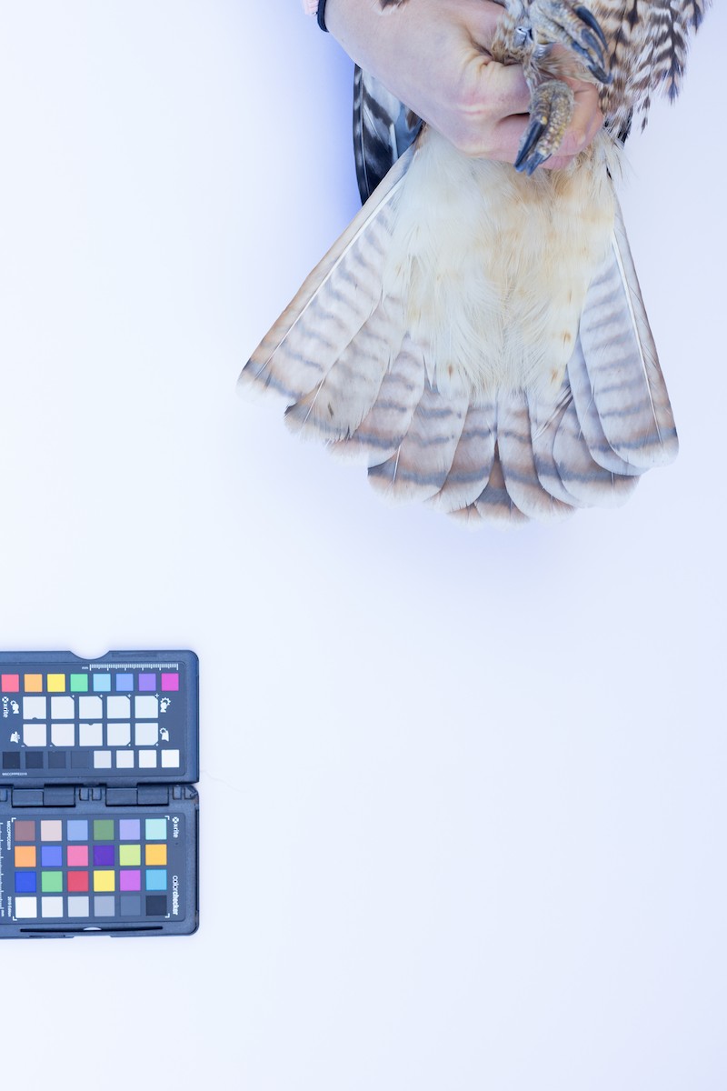 Red-tailed Hawk - ML647672093