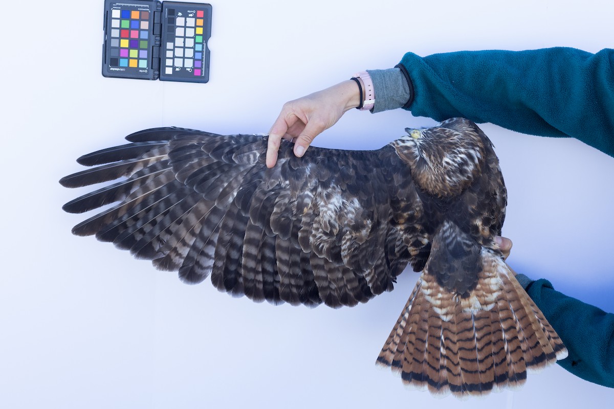 Red-tailed Hawk - ML647672094