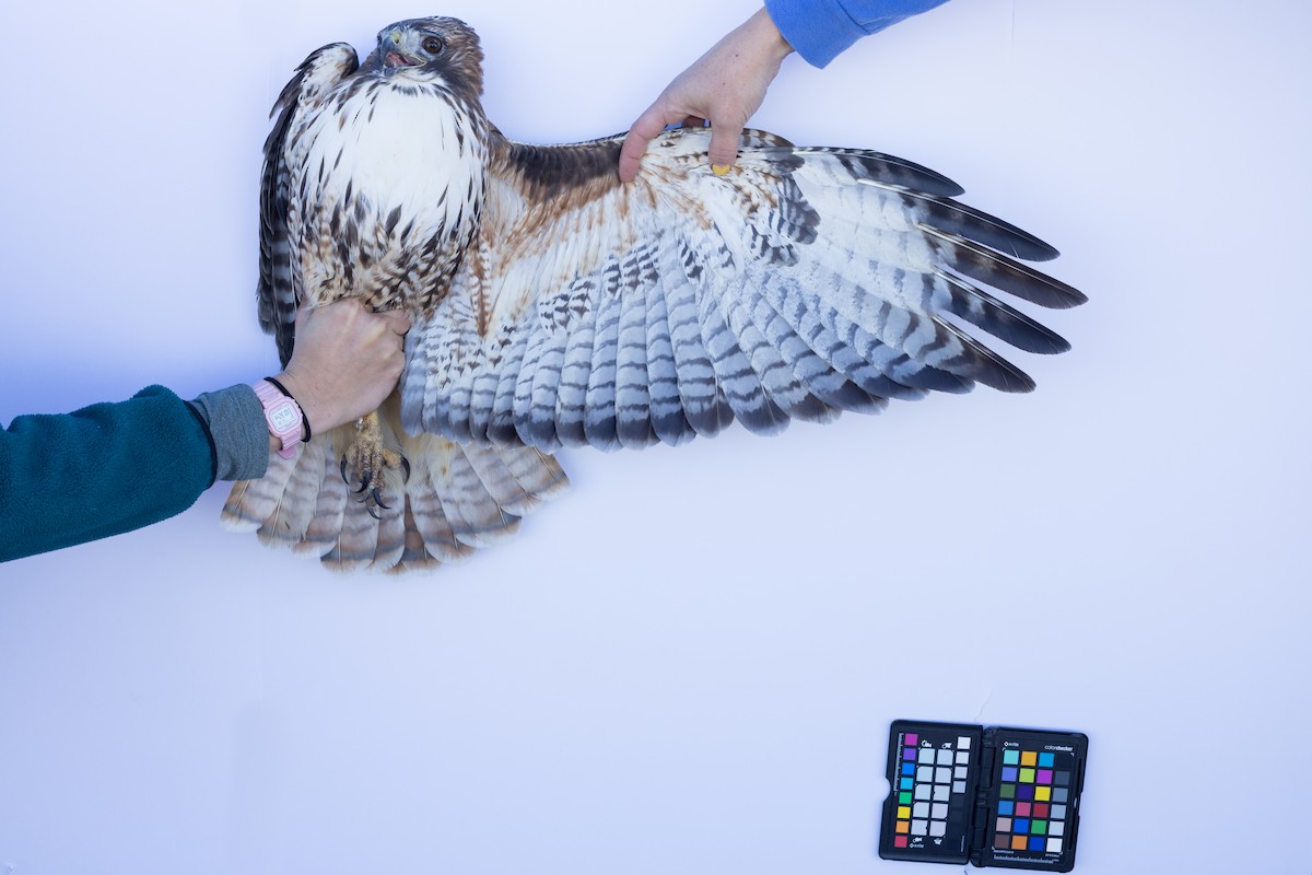 Red-tailed Hawk - ML647672095