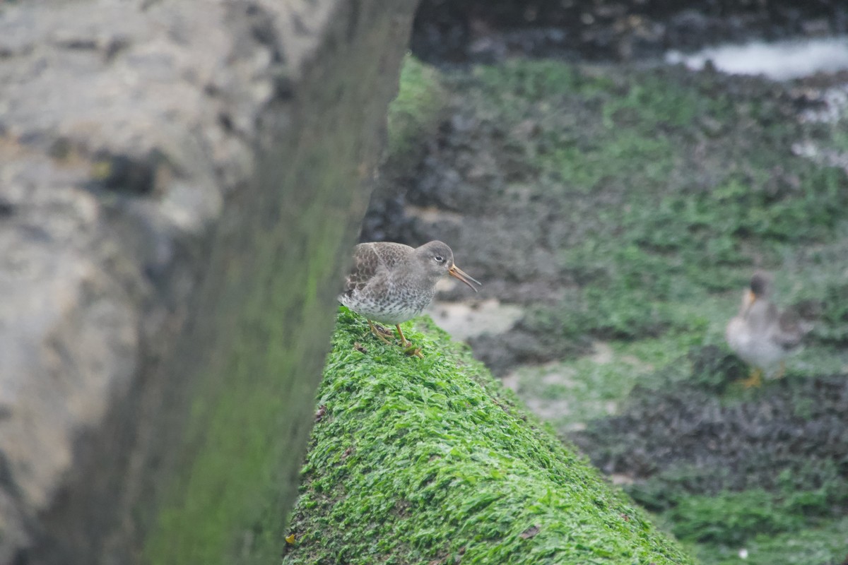 Txirri iluna - ML647672101