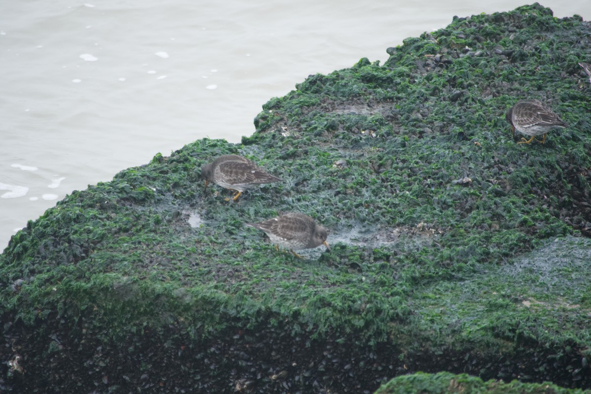 Txirri iluna - ML647672102