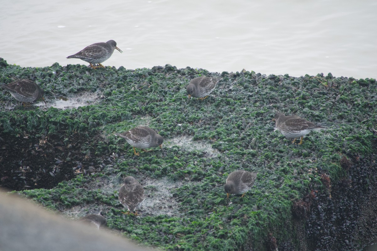 Txirri iluna - ML647672103