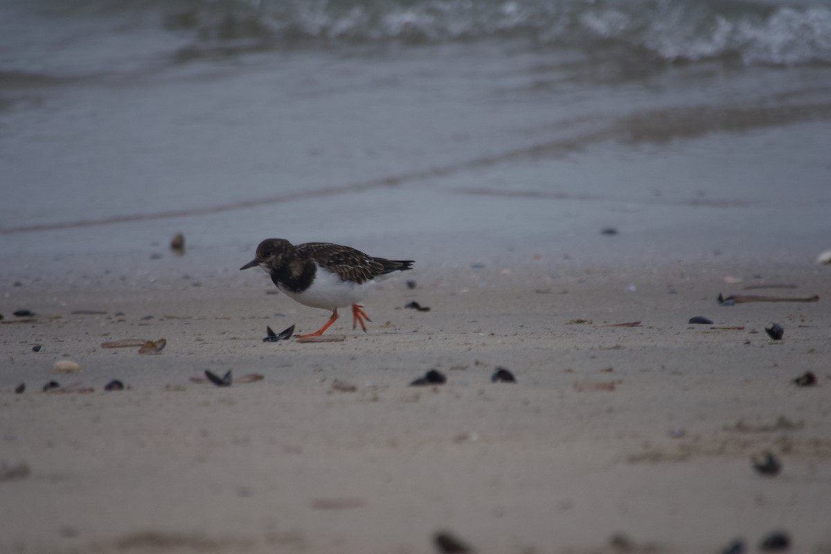 Harri-iraulari arrunta - ML647672114