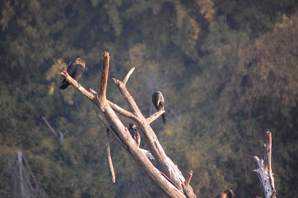 Indian Cormorant - ML647672125