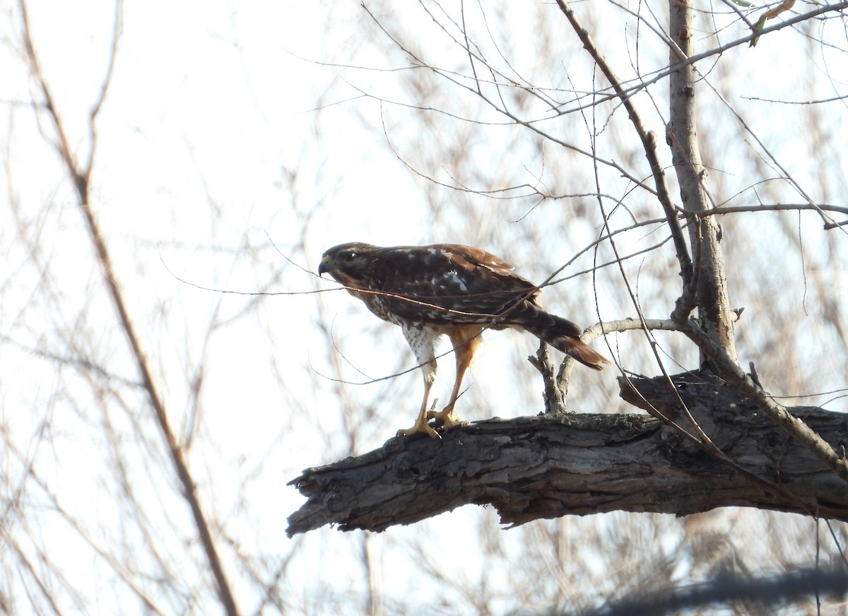 Red-shouldered Hawk - ML647672127
