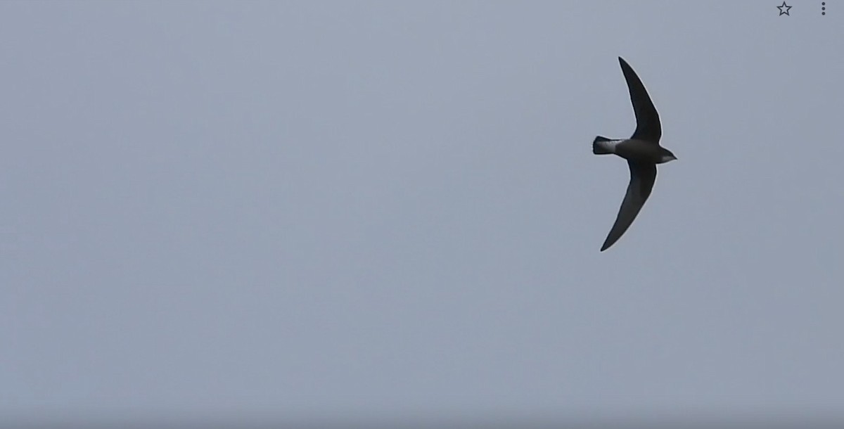 White-throated Needletail - ML647672133