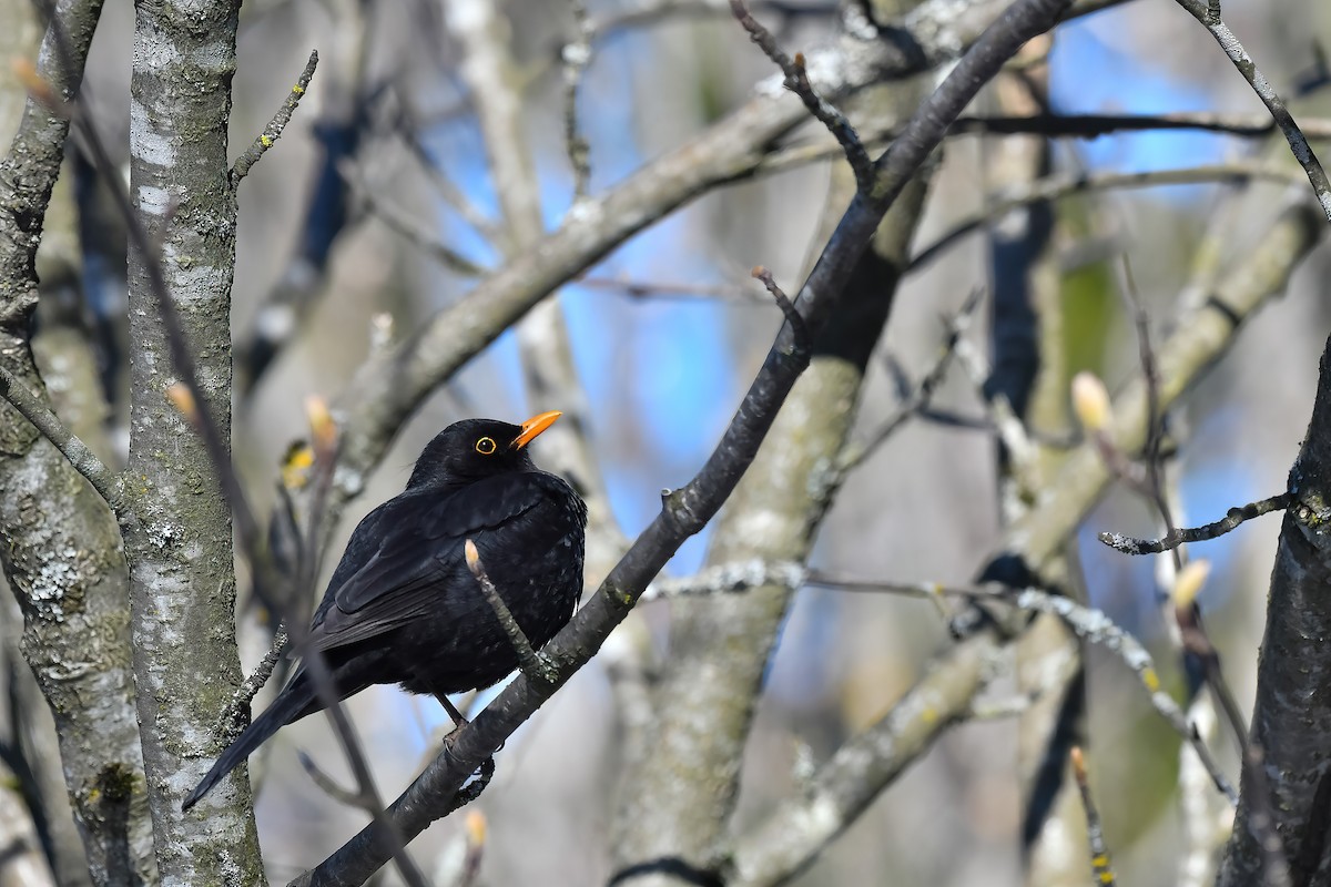 Zozo arrunta - ML647672134