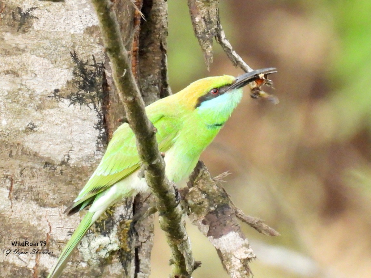 Erle-txori berde asiarra - ML647672135