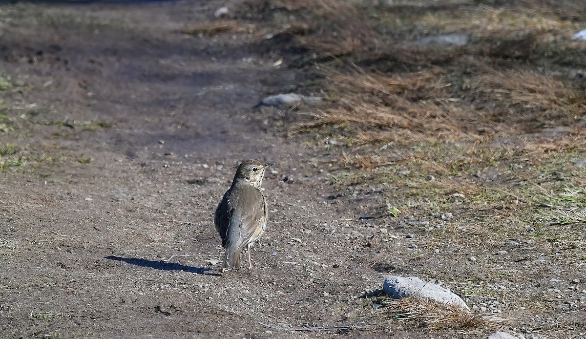 Birigarro arrunta - ML647672137