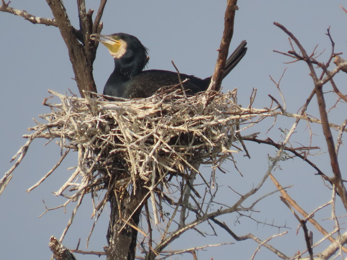 Ubarroi handia - ML647672138