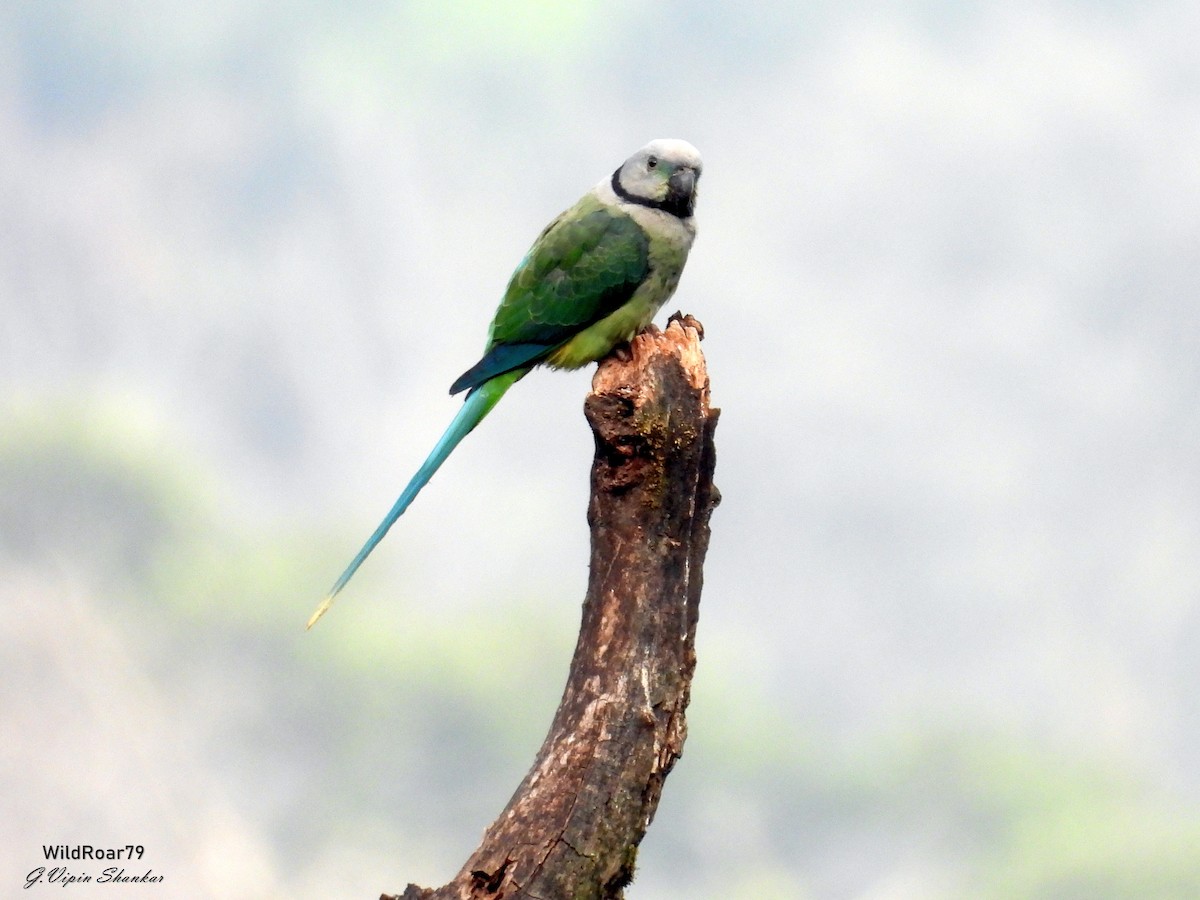 Malabar Parakeet - ML647672141