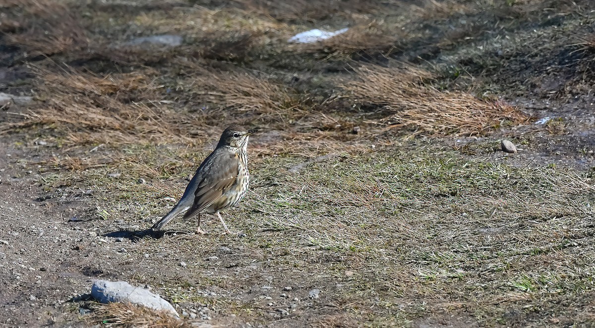 Birigarro arrunta - ML647672142