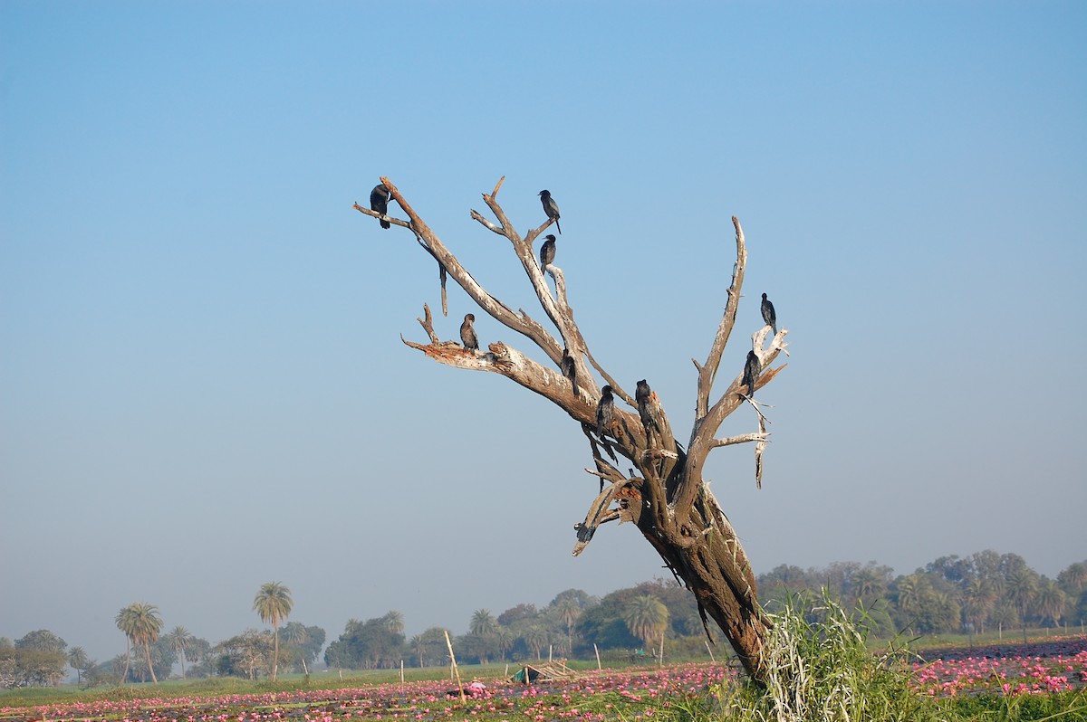 Indian Cormorant - ML647672150